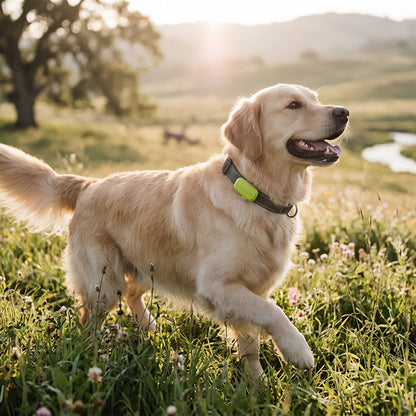 Kippy Dog GPS Tracker